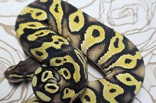 Wąż pyton królewski, python regius samica, Dolnośląskie, Wrocław