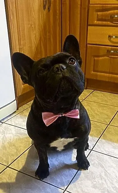 Buldog francuski, Mazowieckie, Rozalin