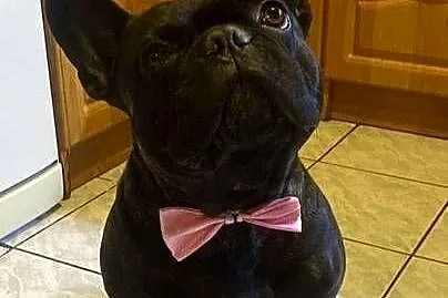 Buldog francuski, Mazowieckie, Rozalin