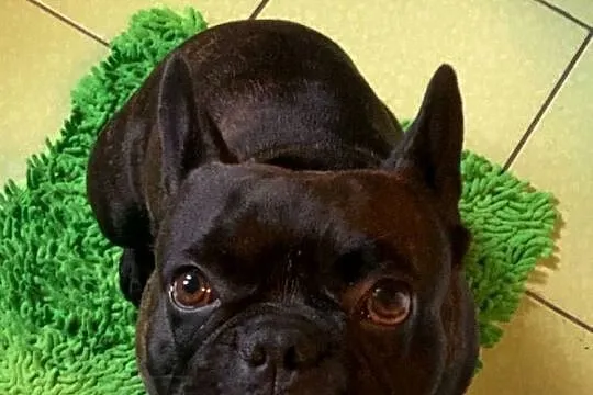 Buldog francuski, Mazowieckie, Rozalin