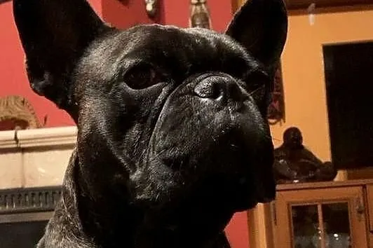 Buldog francuski, Mazowieckie, Rozalin