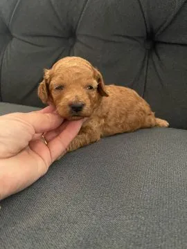 Pudel Miniatura, , Lębork 