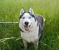 Filip- samiec w typie husky szuka domu, śląskie B
