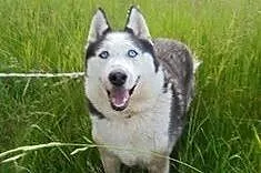 Filip- samiec w typie husky szuka domu,  śląskie B