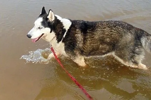 Filip- samiec w typie husky szuka domu,  śląskie B