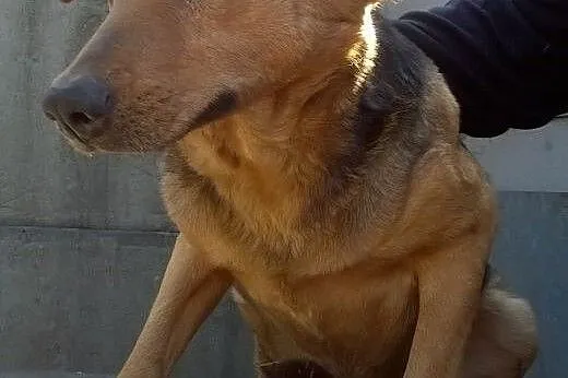 Cudowna Julka czeka na dom - do adopcji,  łódzkie 