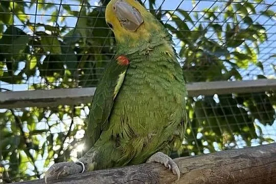 Amazonka oratrix, Lubuskie, Świebodzin