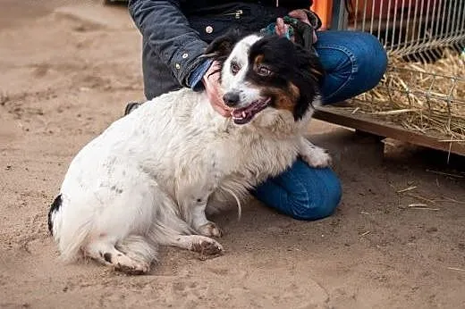 Osa - cudna, nieduża suczka pilnie do adopcji,  dolnośląskie Wrocław