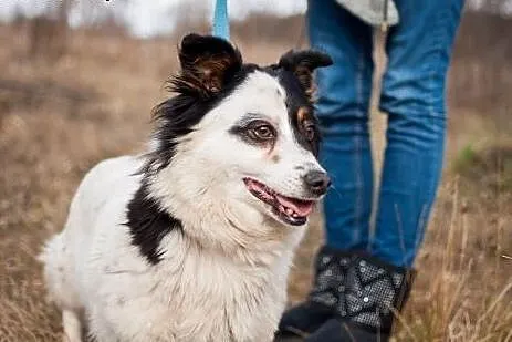 Osa - cudna, nieduża suczka pilnie do adopcji,  do