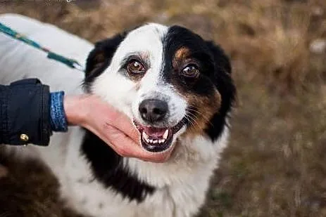 Osa - cudna, nieduża suczka pilnie do adopcji,  do