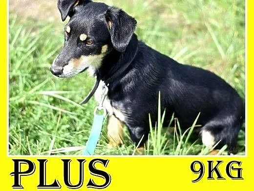 9kg,jamnik mix,młody,łagodny,wesoły piesek PLUS.Ad
