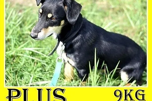 9kg,jamnik mix,młody,łagodny,wesoły piesek PLUS.Ad