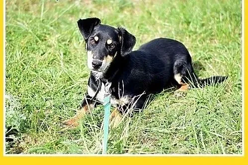 9kg,jamnik mix,młody,łagodny,wesoły piesek PLUS.Ad
