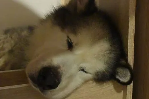 Lexus piękny, dostojny alaskan malamute ADOPCJA,  