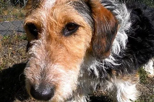 Młodziutki terrier uwielbiający człowieka czeka na dom w schronisku!,  wielkopolskie Piła