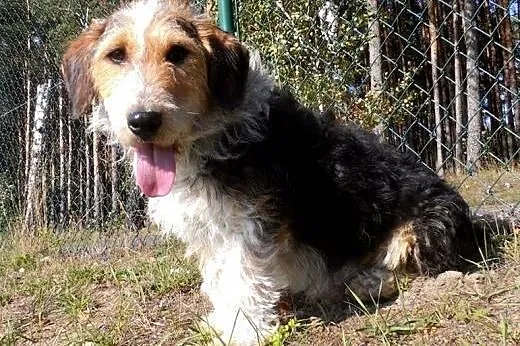 Młodziutki terrier uwielbiający człowieka czeka na