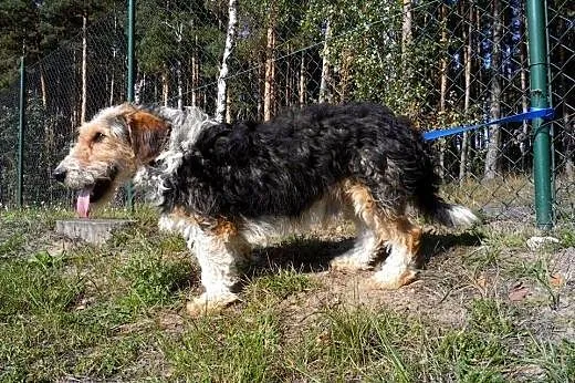 Młodziutki terrier uwielbiający człowieka czeka na