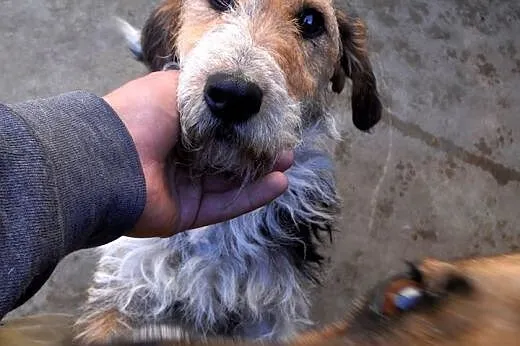 Młodziutki terrier uwielbiający człowieka czeka na