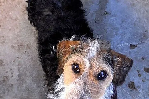 Młodziutki terrier uwielbiający człowieka czeka na