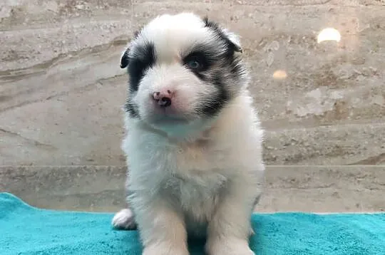 Pies SZOGUN Border Collie rasowy z hodowli z dokumentami do rezerwacji