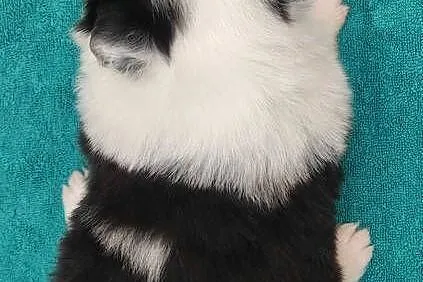 Pies SZOGUN Border Collie rasowy z hodowli z dokumentami do rezerwacji, Podkarpackie, Iwonicz