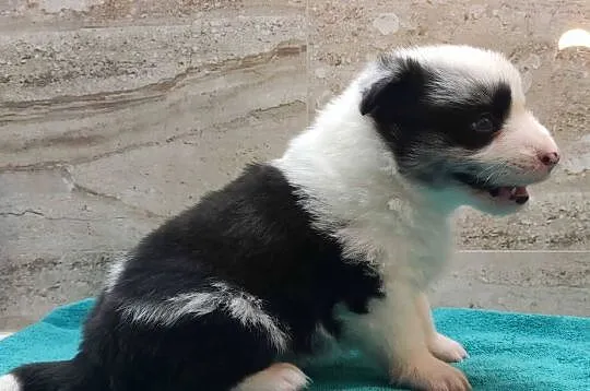 Pies SZOGUN Border Collie rasowy z hodowli z dokumentami do rezerwacji, Podkarpackie, Iwonicz