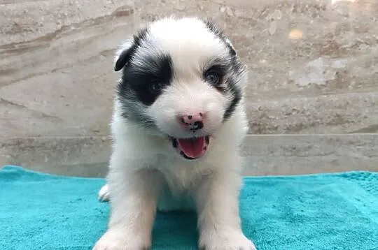 Pies SZOGUN Border Collie rasowy z hodowli z dokumentami do rezerwacji, Podkarpackie, Iwonicz