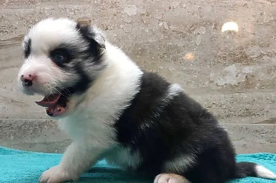 Pies SZOGUN Border Collie rasowy z hodowli z dokumentami do rezerwacji, Podkarpackie, Iwonicz