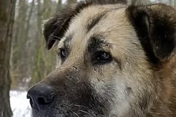 Grej - wielki Pies z wielkim sercem