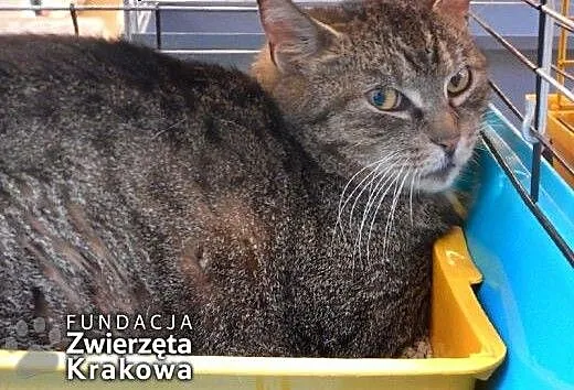 Kto przygarnie Misię dzisiaj?, małopolskie Kraków