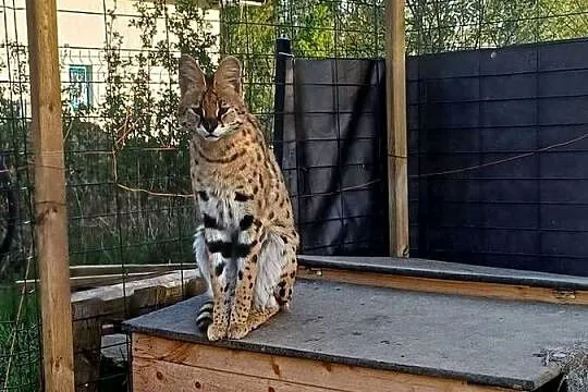 Dorosły serwal na sprzedaż, Zachodniopomorskie, Kościno