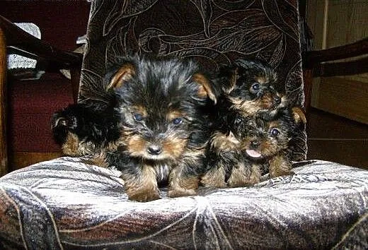 Oddam Yorki, wielkopolskie Środa Wielkopolska