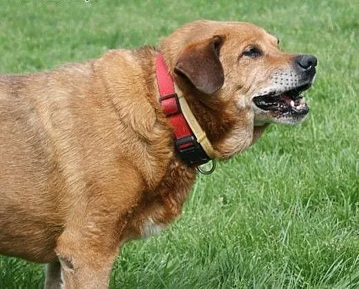Baculek superowy, łagodny, kochany senior ADOPCJA,