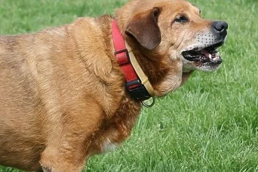 Baculek superowy, łagodny, kochany senior ADOPCJA,