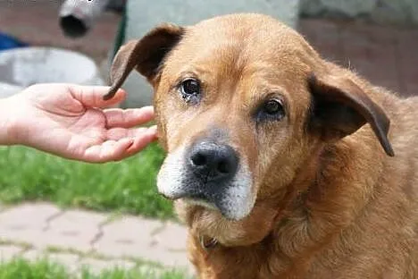 Baculek superowy, łagodny, kochany senior ADOPCJA,