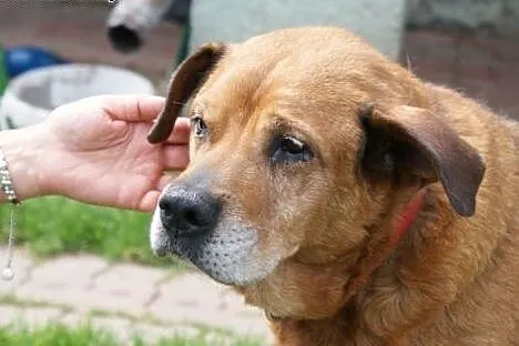 Baculek superowy, łagodny, kochany senior ADOPCJA,