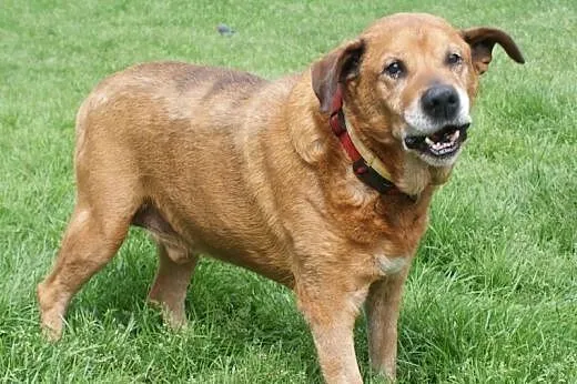 Baculek superowy, łagodny, kochany senior ADOPCJA,