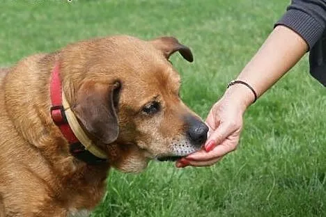 Baculek superowy, łagodny, kochany senior ADOPCJA,