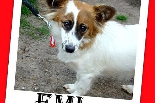 7kg,mała,młoda,łagodna,tulaśna suczka EMI.Adopcja,