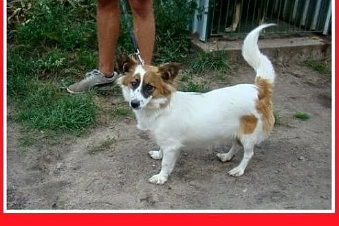 7kg,mała,młoda,łagodna,tulaśna suczka EMI.Adopcja,