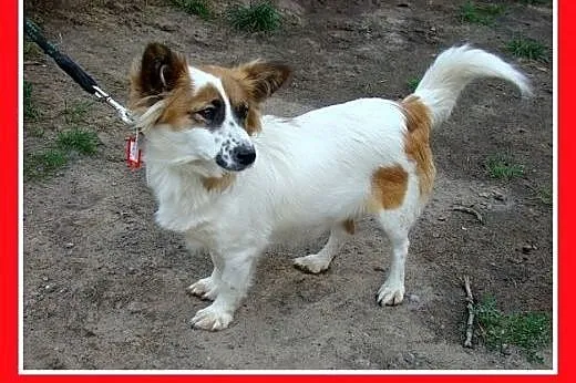 7kg,mała,młoda,łagodna,tulaśna suczka EMI.Adopcja,