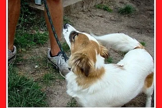 7kg,mała,młoda,łagodna,tulaśna suczka EMI.Adopcja,