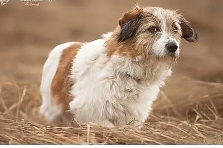 Zora.Szczypta Ciebie weszła we mnie... ,  kujawsko