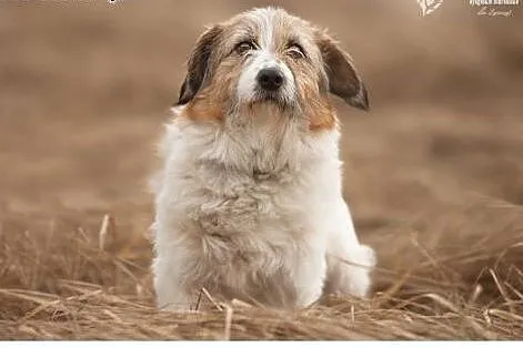 Zora.Szczypta Ciebie weszła we mnie... ,  kujawsko