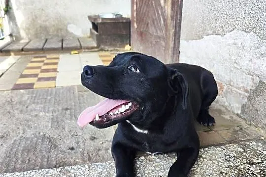 Staffik piękny pół roczny piesek