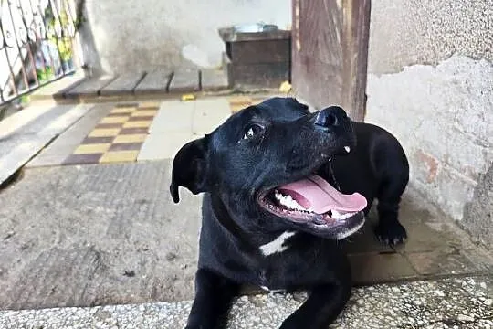 Staffik piękny pół roczny piesek, Łódzkie, Sieradz