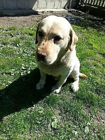 Tobi - śliczny labrador bardzo pilnie szuka domu!!