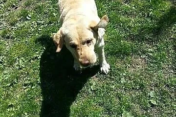 Tobi - śliczny labrador bardzo pilnie szuka domu!!
