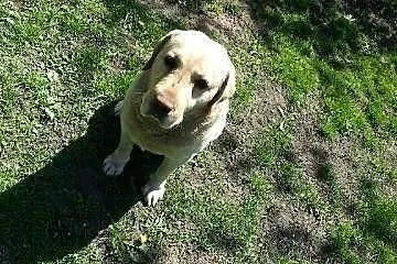 Tobi - śliczny labrador bardzo pilnie szuka domu!!