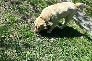 Tobi - śliczny labrador bardzo pilnie szuka domu!!